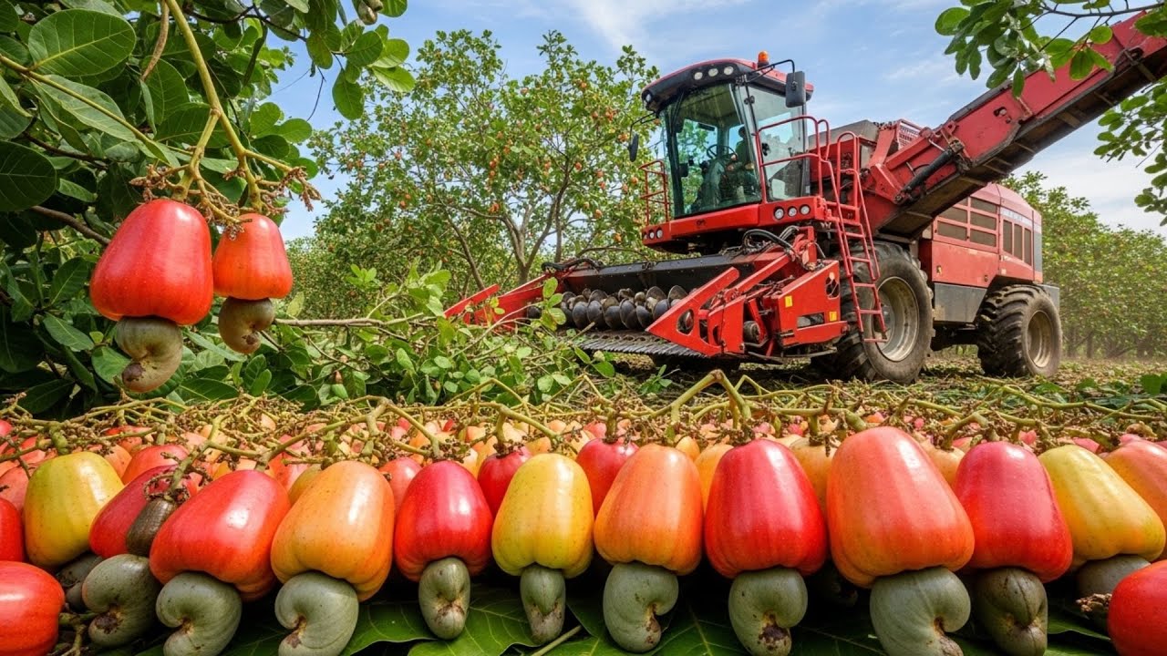 Inside Cashew Nut Farming: Harvesting and Processing 3.9 Million Tons | Agricultural Secrets