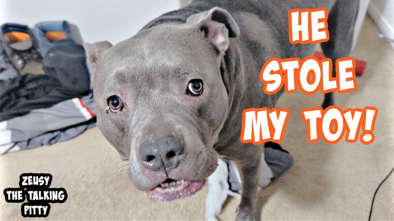 Talking Pitbull Asks Dad For Help! Funniest Dog On YouTube!!