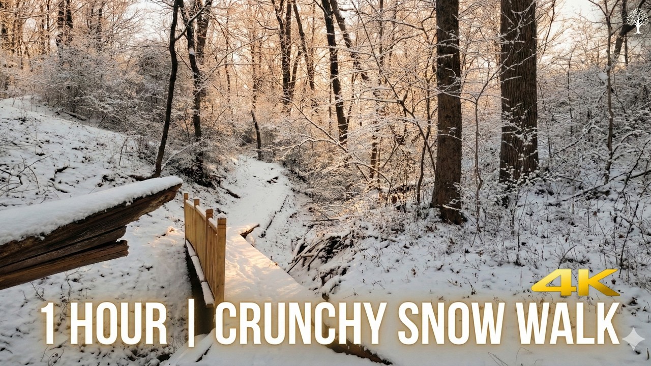 Searching for Silence: A 60-Minute Journey Through Deep Winter Snow