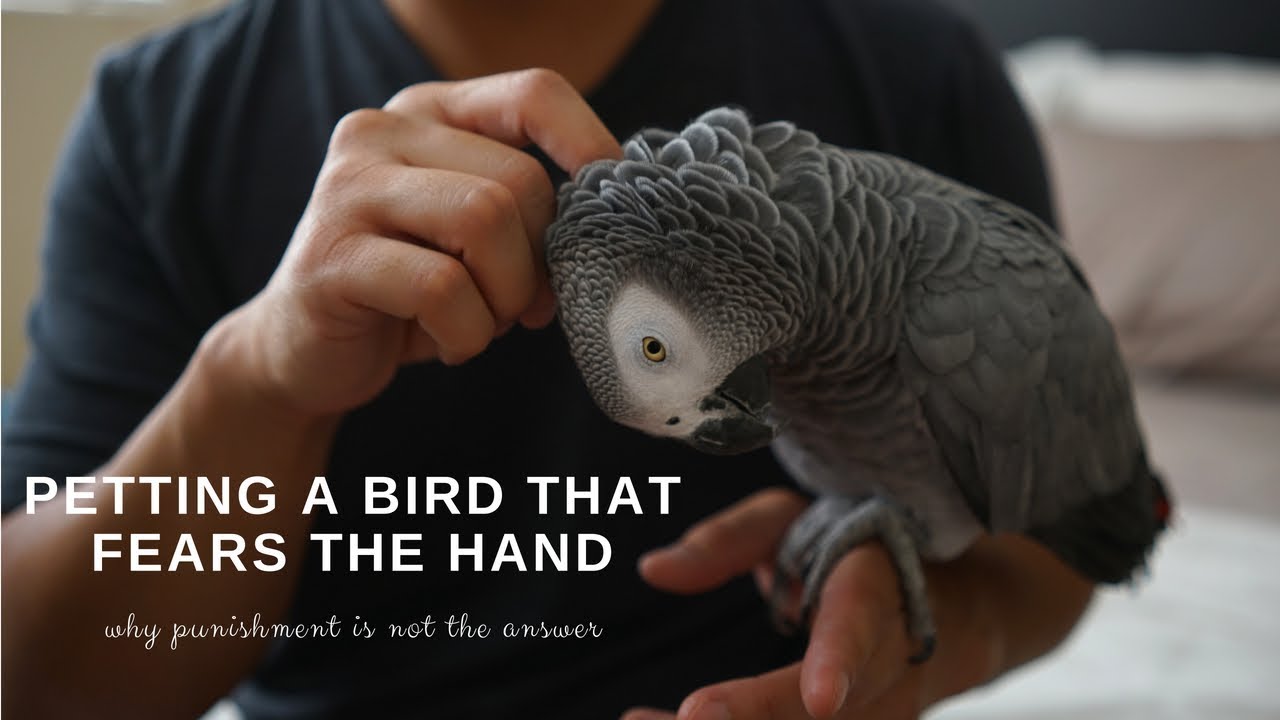 Fear of Hands & Punishment