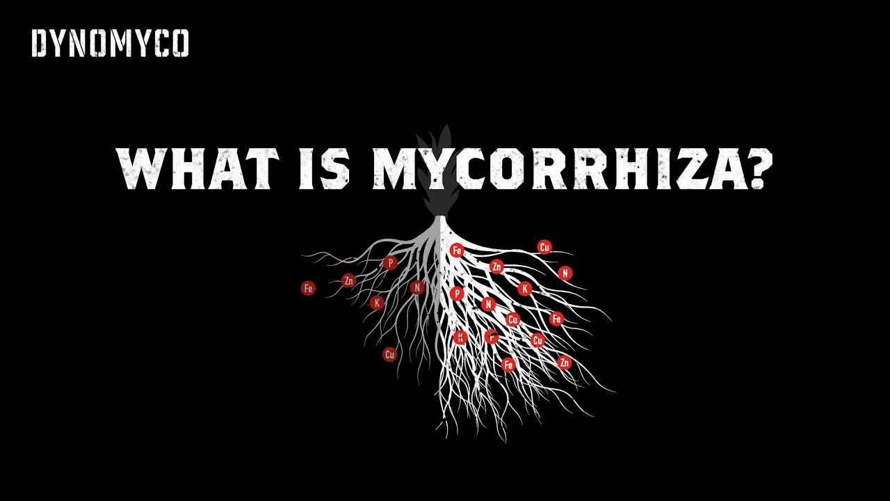 Что такое микориза? - DYNOMYCO