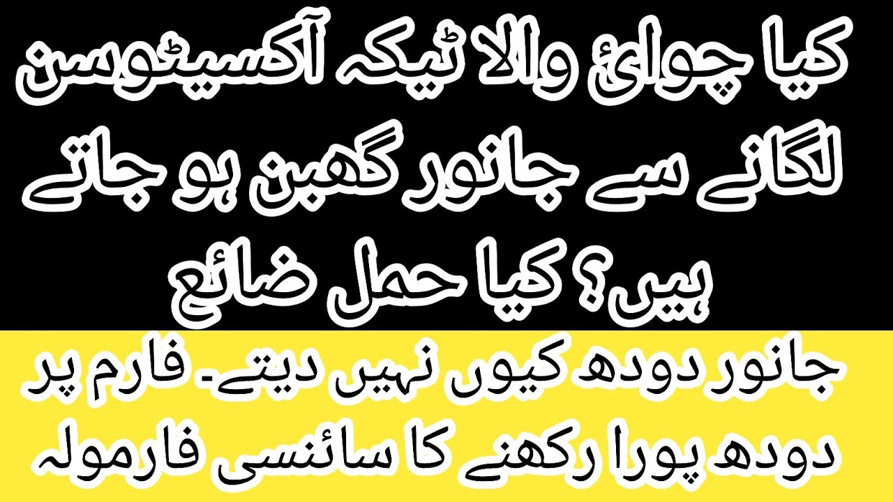 Oxytocin injection and pregnancy II How to maintain milk at farm II Karachi farming