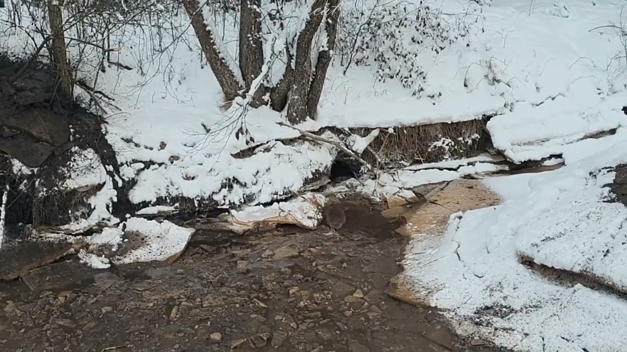 Бобр вылез из хатки искать плотину
