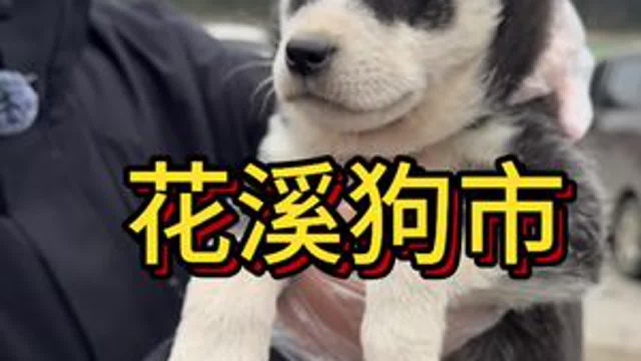 贵州最大的狗市，花溪狗市！小土狗真的特别多又漂亮。#花溪狗市 #贵阳狗市在哪里 #贵州狗市 #贵阳宠物市场