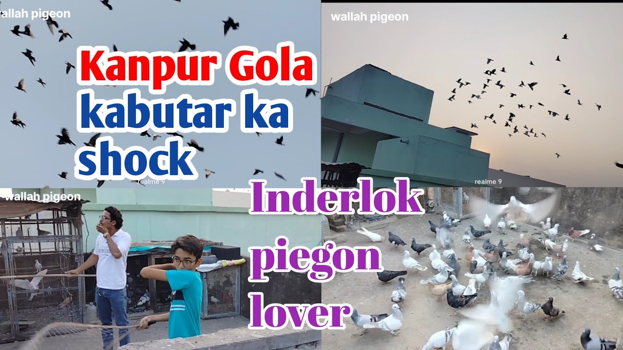 Kanpur Gola kabutar ka shock ll Inderlok piegon lover ।। Suno to my channel