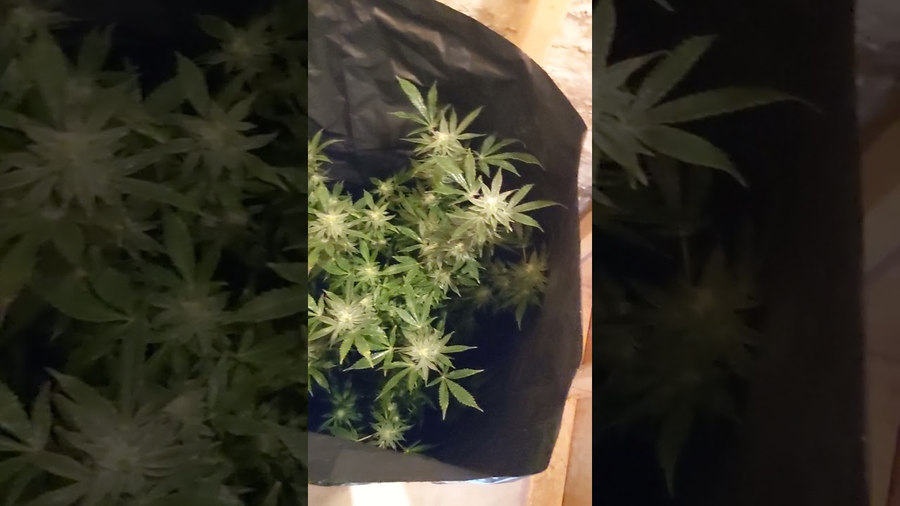 killing spider mites in cannabis