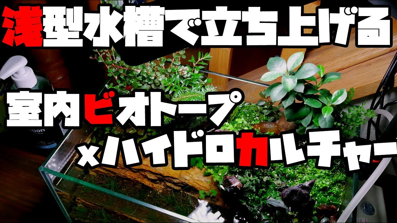 室内ビオトープとハイドロカルチャーの融合/無濾過/水耕栽培/水上栽培/浅型水槽/ShallowTank/nanoTank/#アクアリウム #アクアテラリウム