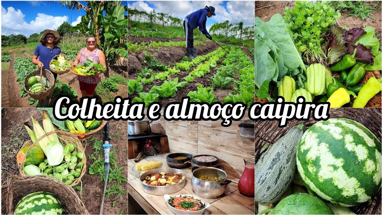 fazendo a feira na horta /almoço  de domingo/colheita de melancia  e milho doce