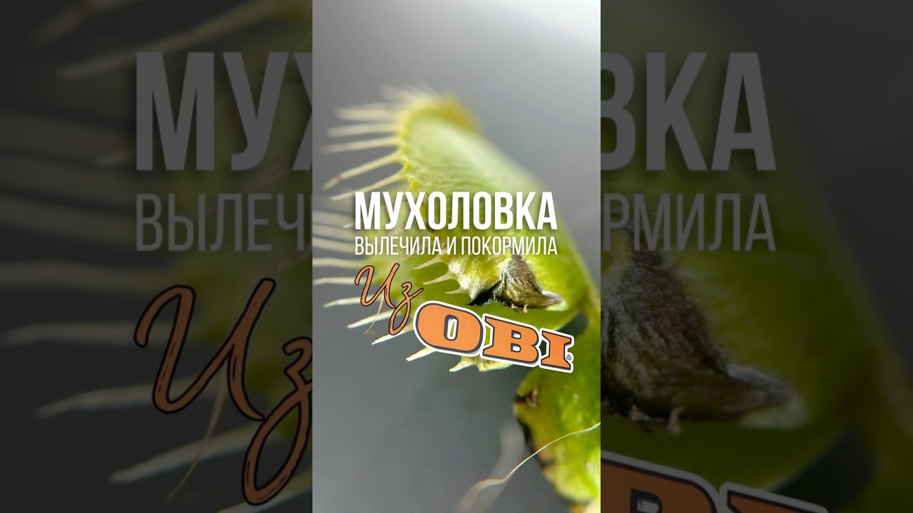 Спасла мухоловку из Оби💚🪴 #комнатныерастения #венеринамухоловка #дионея