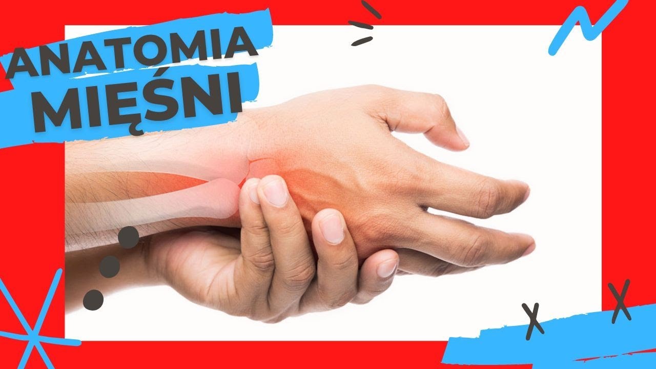 Anatomia mięśni #5 - mięśnie ręki, powięź, kłąb kciuka, kłąb palca małego