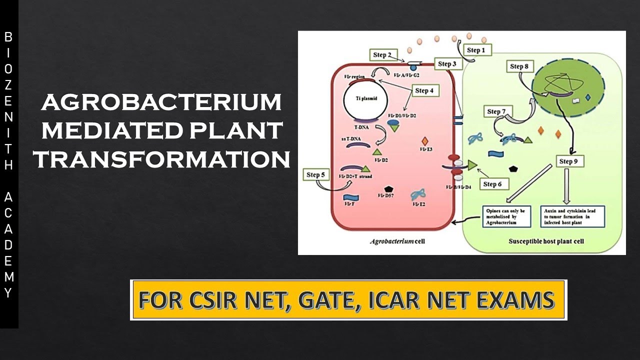 Agrobacterium Mediated Gene Transfer II CSIR NET LIFESCIENCE II GATE II ICAR NET II DBT II