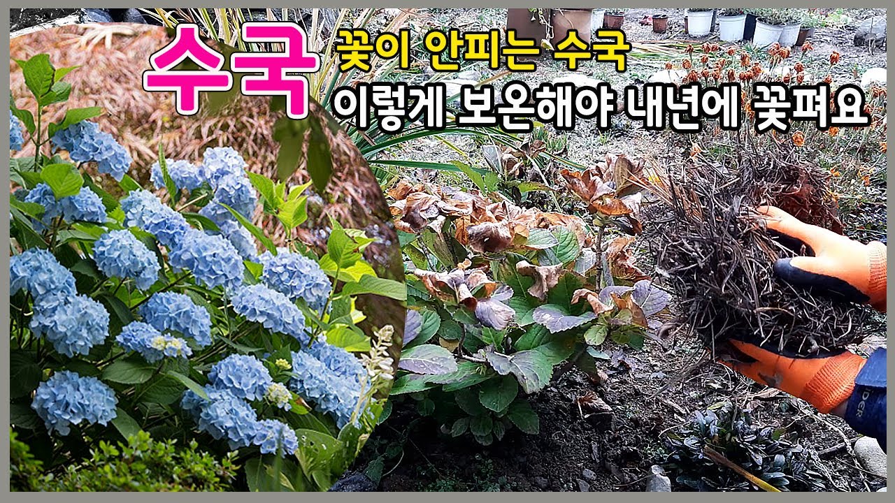 수국 노지월동 보온의 정석ㅣ매년 꽃이 안핀다면 이렇게 보온하세요 | 전국 노지월동 되는 수국 구입 🍂