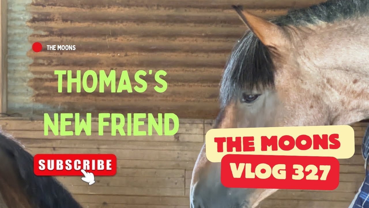 From YouTube Sensation to Finding a Friend &ndash; Thomas the 19-Year-Old Rescue Stallion&hellip; 