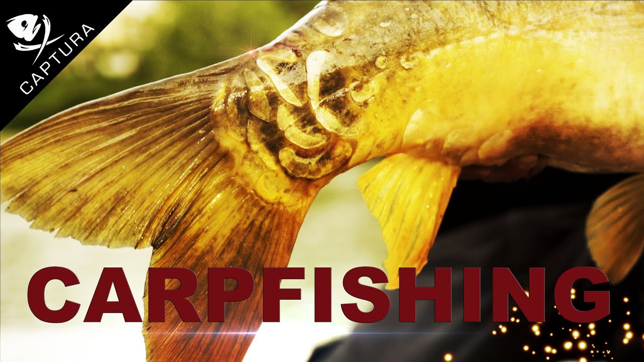 CARPFISHING a Roma nel fiume Tevere