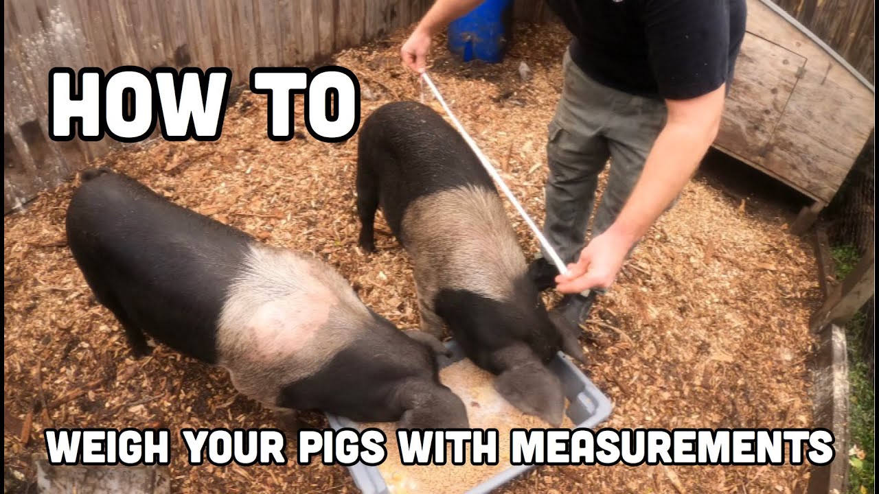 how to weigh a pig (no scales)