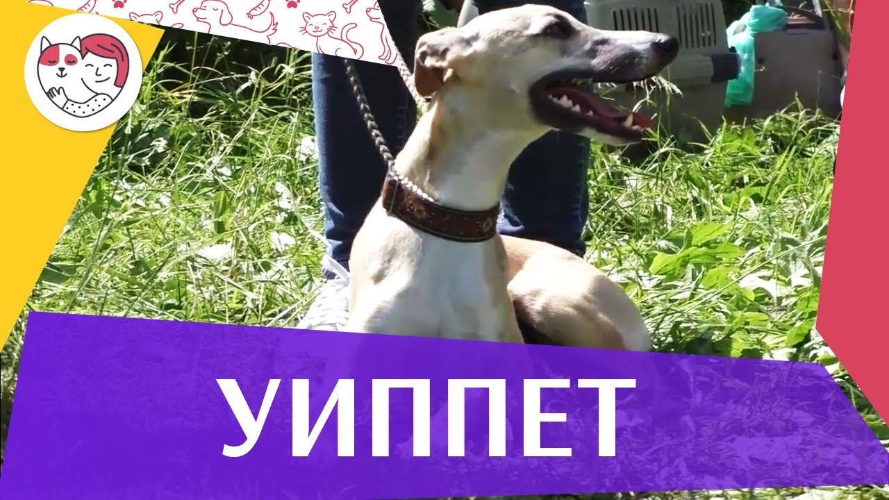 Уиппет на ilikepet. Особенности породы, уход