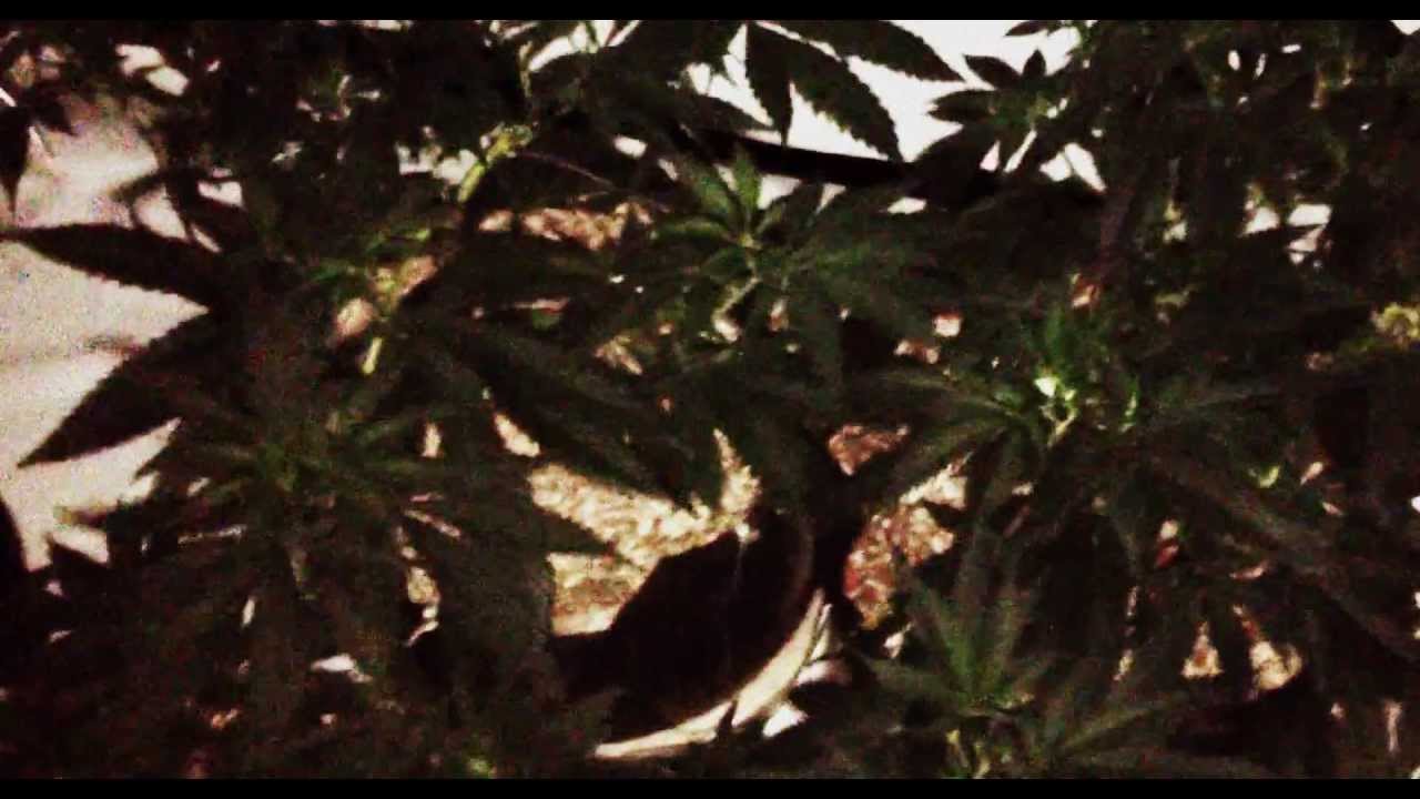 H3AD's Formula for Coco Coir