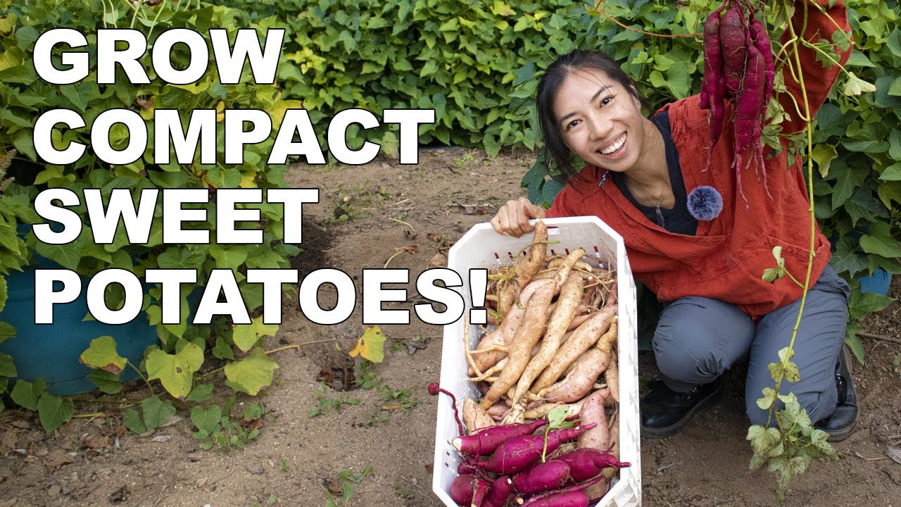 Sweet Potatoes Compact Varieties For Easy Harvest