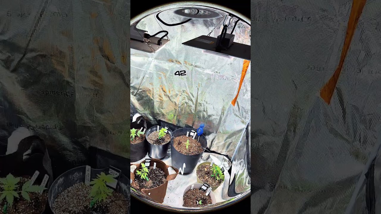 #gardening #spiderfarmer  5x5 grow ! #fastbuds autos afghan kush auto mix #growhappy