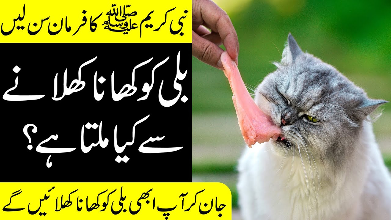 Billi Ko Khana Khilane Ke Fayde | Dolat Hi Dolat