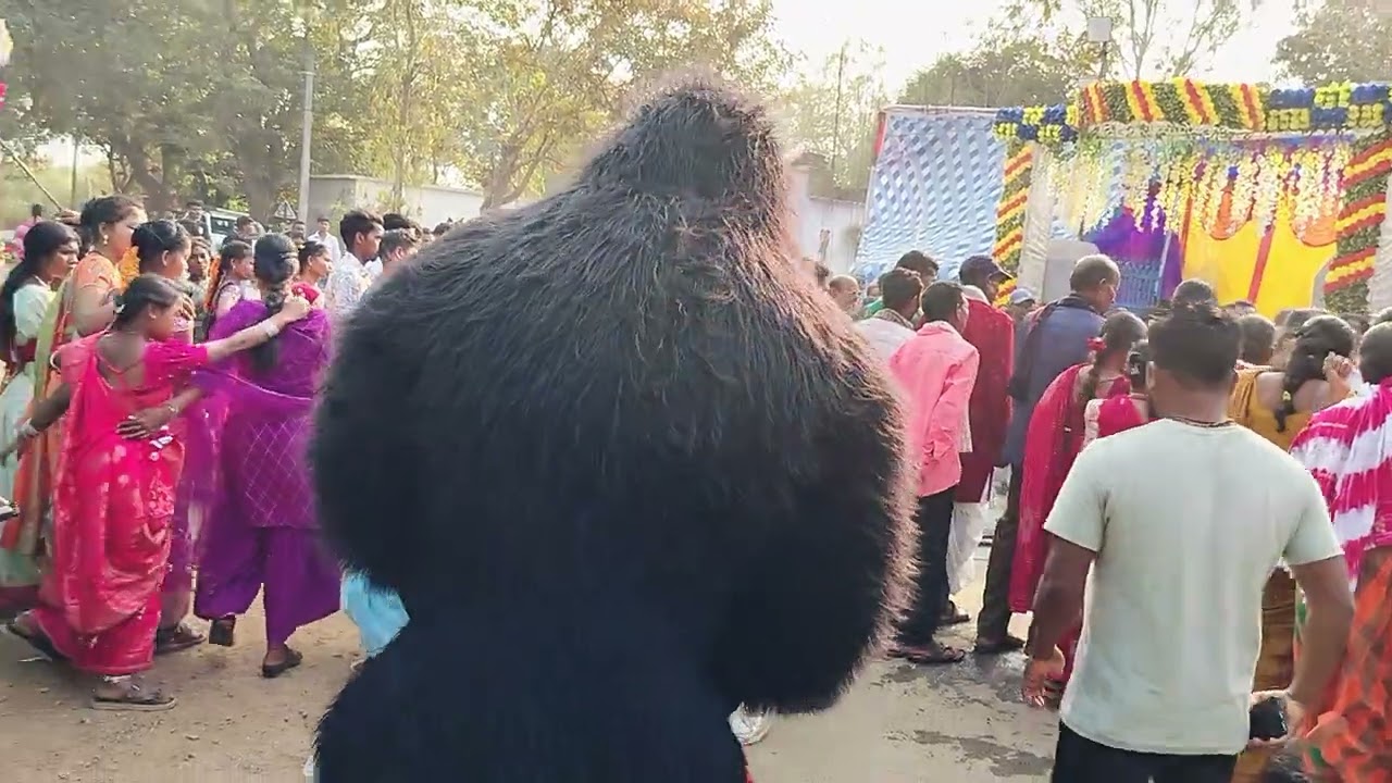 Koraputia  Butki Dangri    M K S MUSICAL JAMADHODA         9668082183