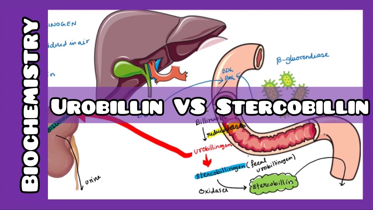 Urobillin VS Stercobillin | Biochemistry