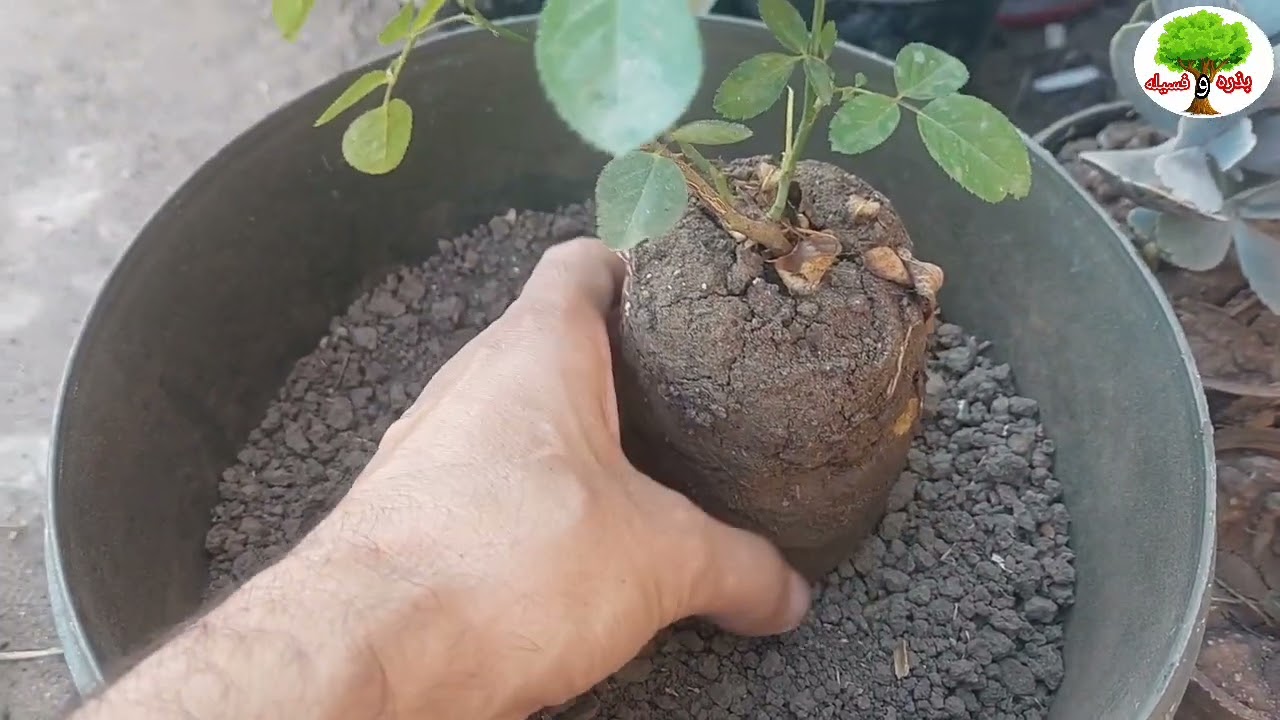 الطريقه الصحيحه لنقل النبات عند احضاره من المشتل🌿🌿