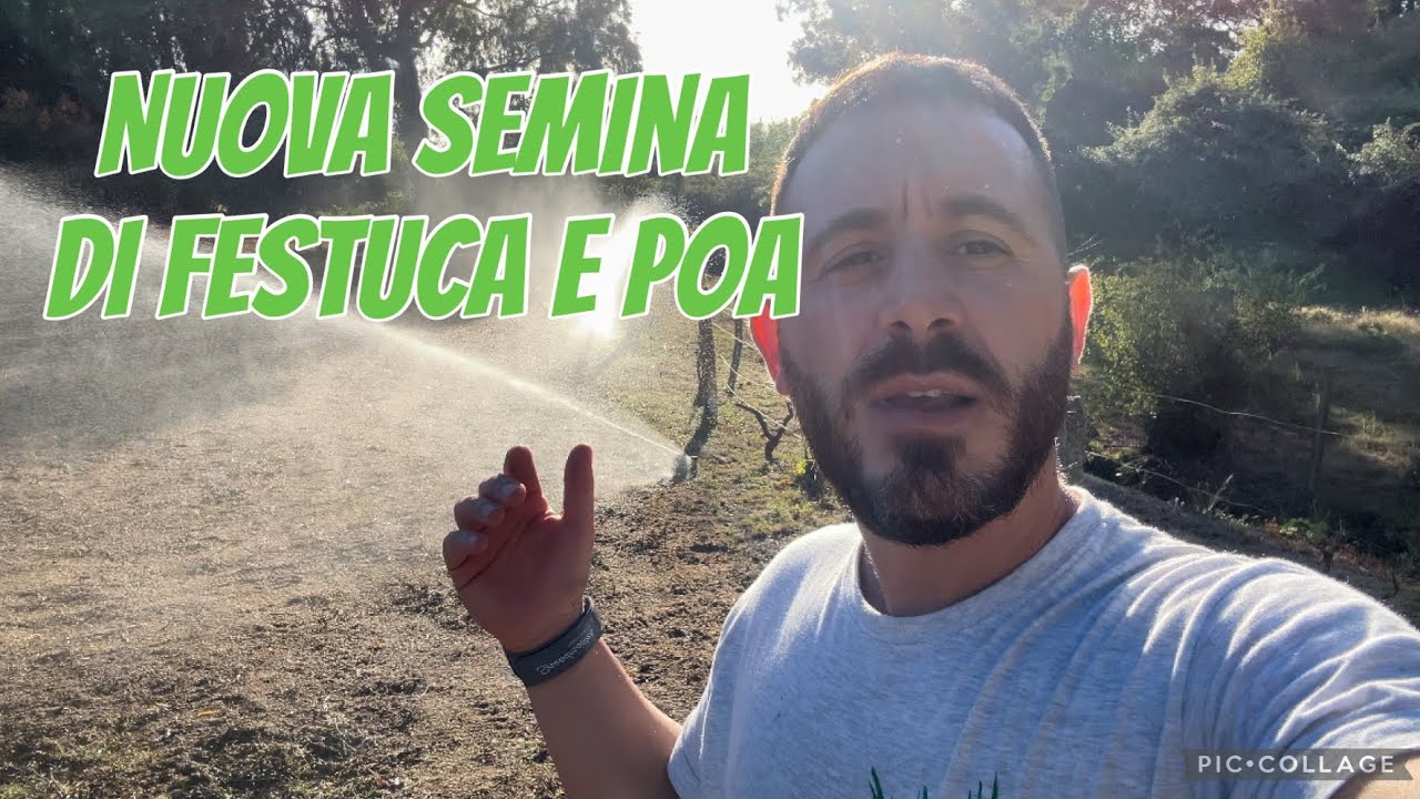 Semina del nuovo prato nel  campo prova con festuca e poa - bluecountry