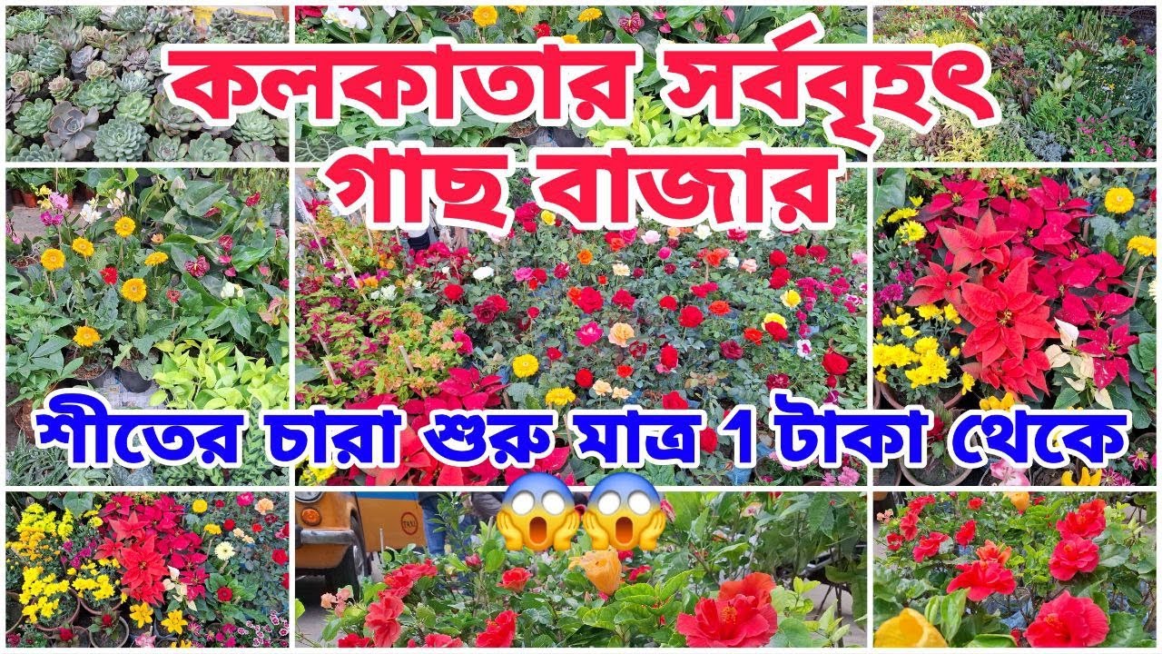 শীতের সেরার সেরা গাছ বাজার যেখানে মাত্র 1টাকায় পাবেন শীতের চারা /Galiff street plant market kolkata/