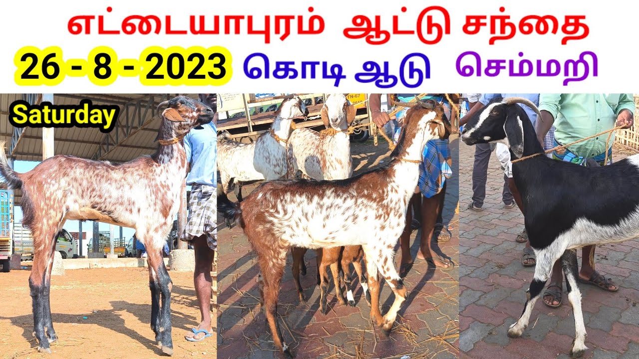 26 - 8 - 2023 / எட்டையாபுரம் ஆட்டு சந்தை /சனிக்கிழமை/ கொடி ஆடு / செம்மறி / 