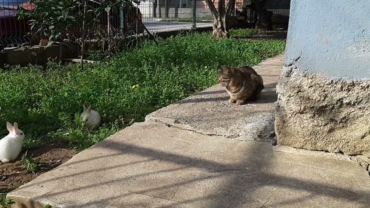 Kedim Ela ve tavşanlarım Minik&Şirin(kız kardeşler) #cat #rabbit #friends #kedi #tavşan