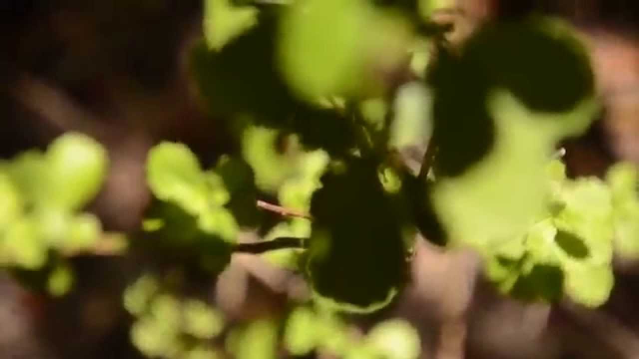 OjorojO - El Limon