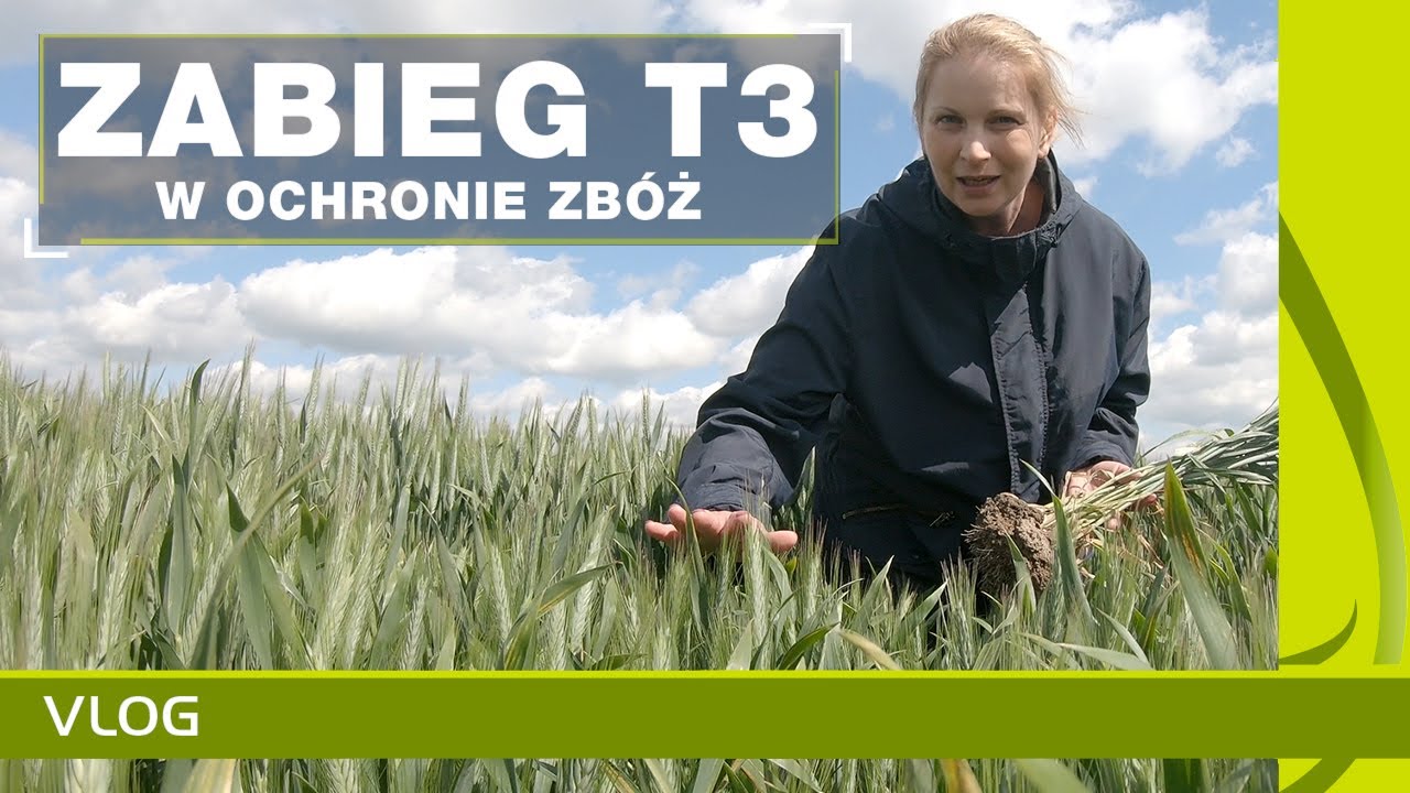 Zabieg T3 - konieczność czy alternatywa w ochronie zbóż?