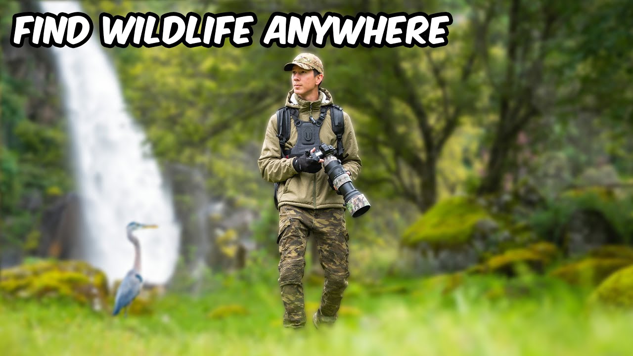 Tricks to Optimize a Wildlife Photography Trip