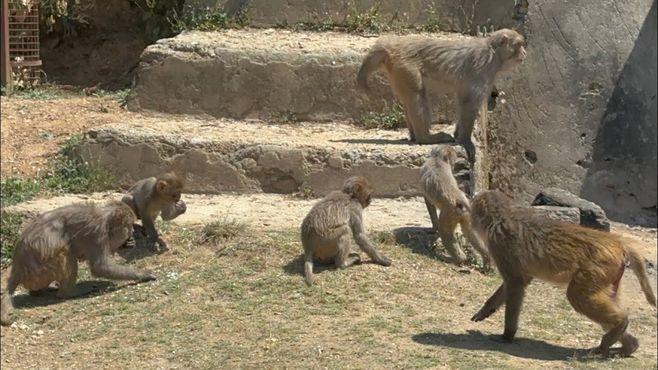 HUNGRY MOUNTAINS MONKEYS NEED FOOD | #animals #monkey #naturelovingwoman #mountains #monkeyspecies