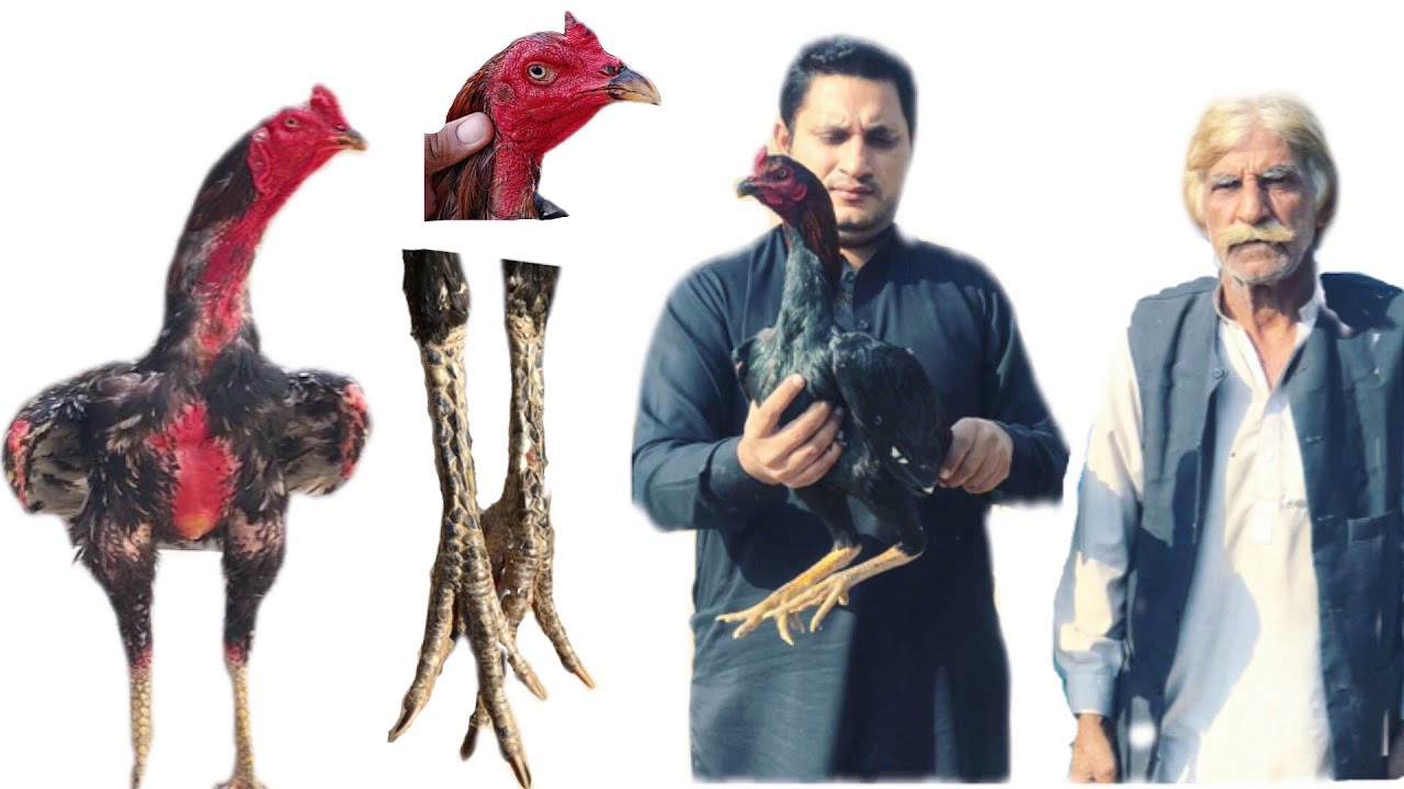 Basheer Purbana aseel breed breeders and hen