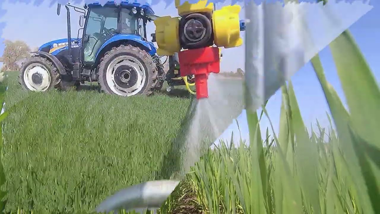 buğdaya kökboğaz atımı