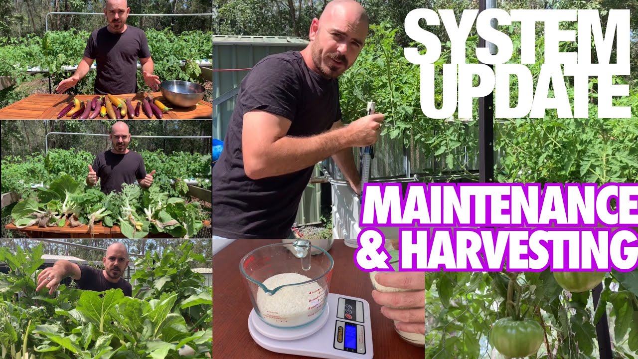 NFT System Maintenance, Reservoir Top Up and Harvesting: Update Video