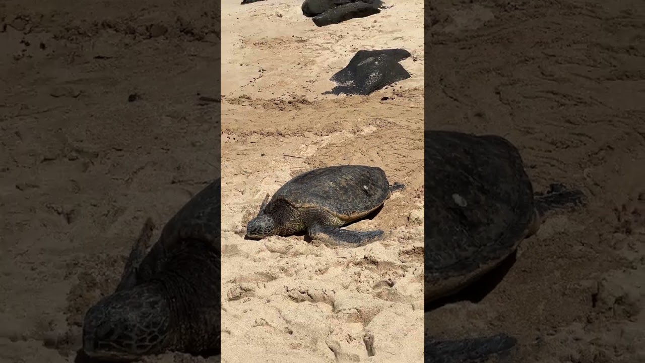 Turtle hauling out at Turtle Beach on the North Shore of Oahu, Feb 27, 2026 