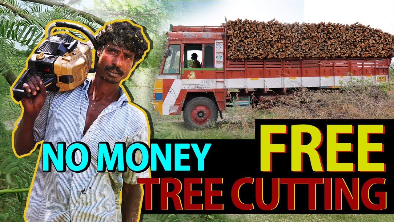 சீமகருவேல மரங்களை ஒரு ரூபாய் செலவில்லாமல் வெட்டலாம் | Free Prosopis Juliflora Cutting