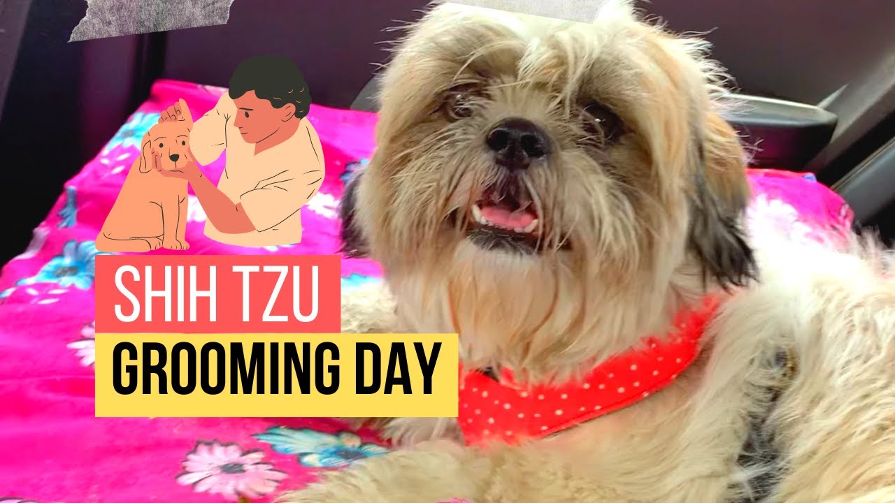 Siya's Grooming Day | One Year Old Shih Tzu | Car Travel After Months