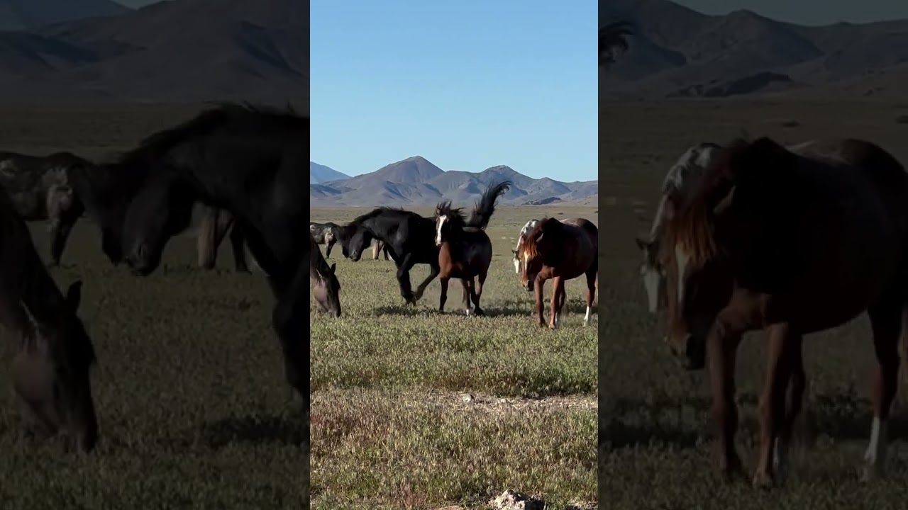 @wild horse breeding 