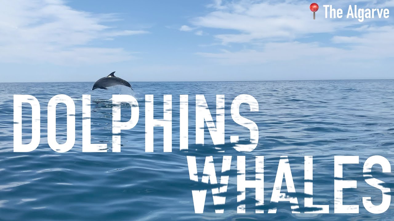 Dolphins and Whales in Sagres, The Algarve