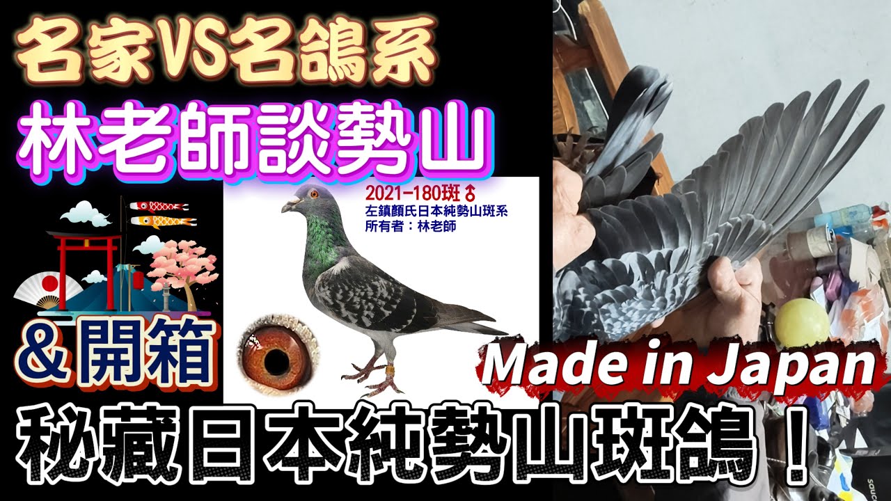 稀有日本純勢山&ldquo;斑&rdquo;鴿全台首次曝光！ 名家vs名鴿系～林老師品勢山 #育種 #強豪 #種鴿 #賽鴿 #鴿子 #西仔馬 #養鴿 #鄭金城 #銘鴿 #鴿眼  #窺眼箱