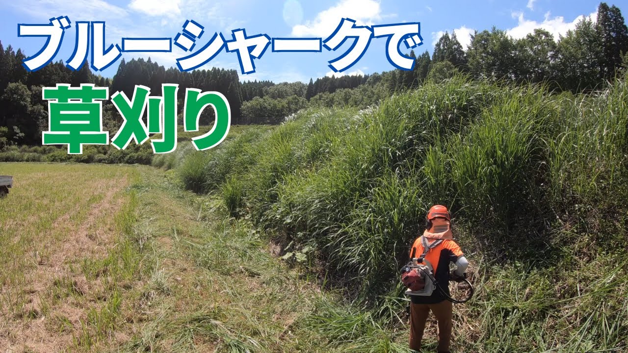 雨上がりで足場が悪いので刈りやすい所をブルーシャークで刈る