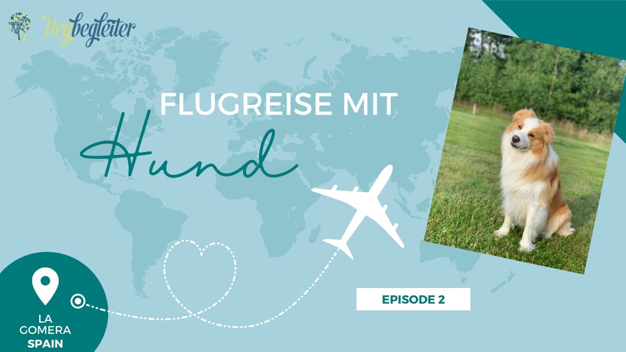 Flugreise mit Hund | Erfahrungsbericht und Tipps 🐶| Episode #2