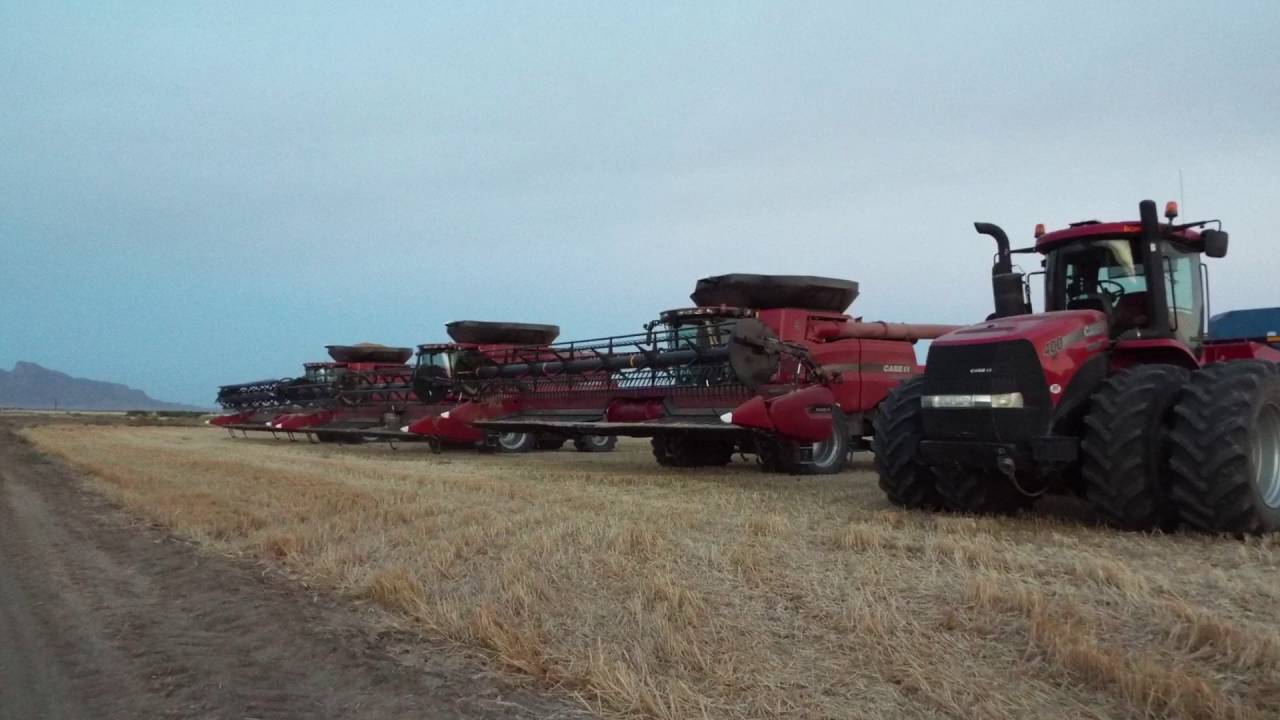 Demaray Harvesting Arizona wheat 2016
