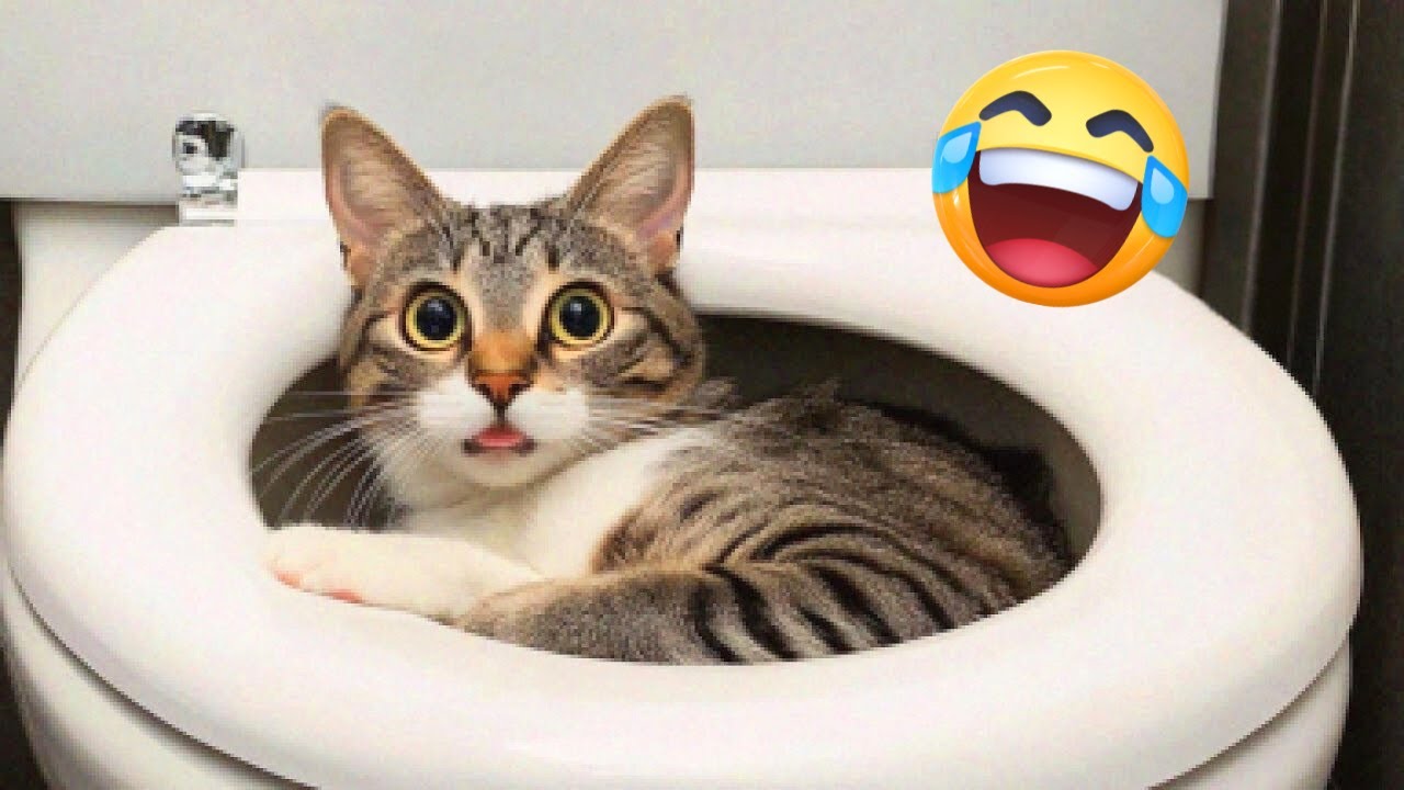 Hilarious CATS 🐱 and DOGS 🐶 Funny Animal Videos 2025 🤣 You Can't Stop Laughing! #17