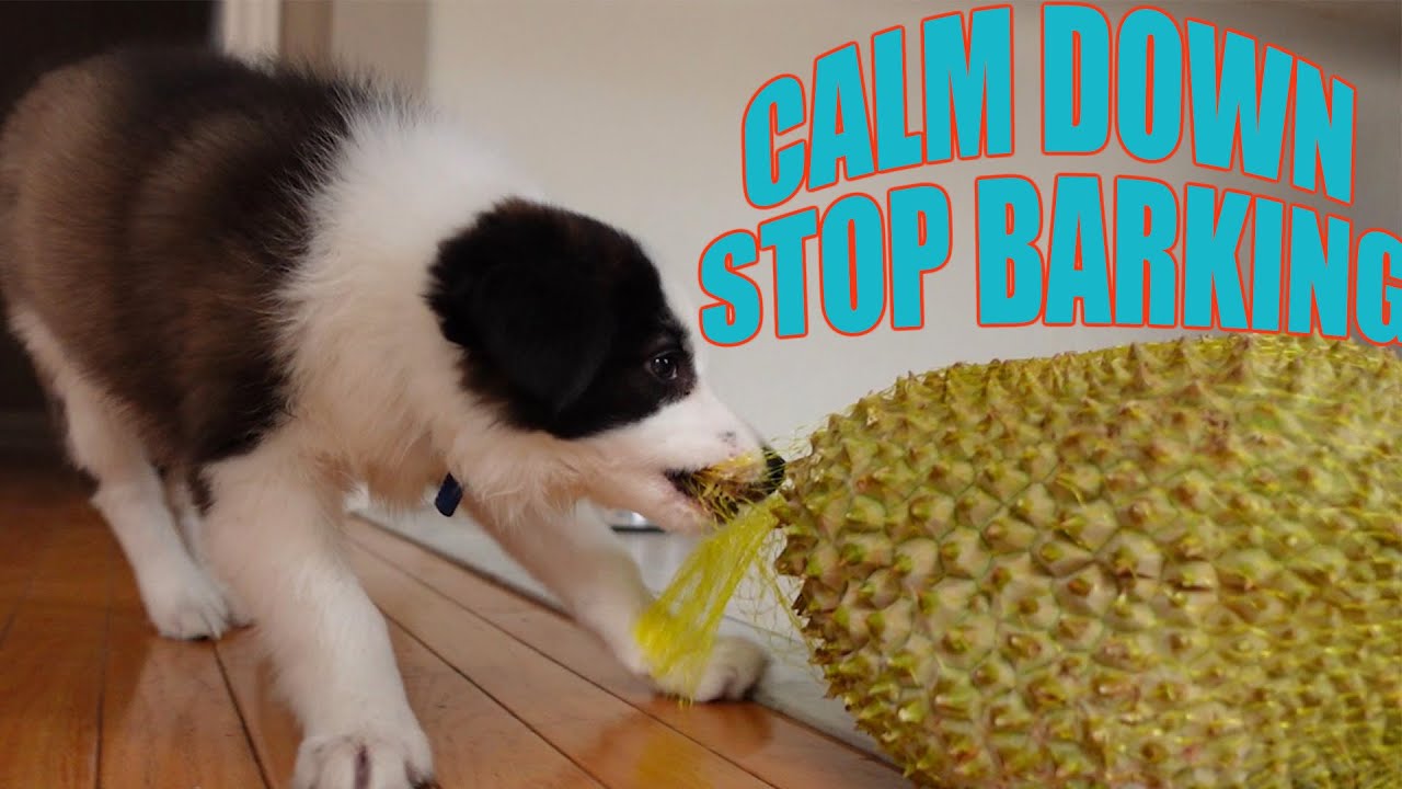 How to CALM DOWN a Puppy and STOP Puppy Barking