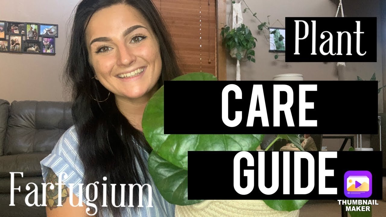 Farfugium Plant Care Guide | Tractor Seat Plant